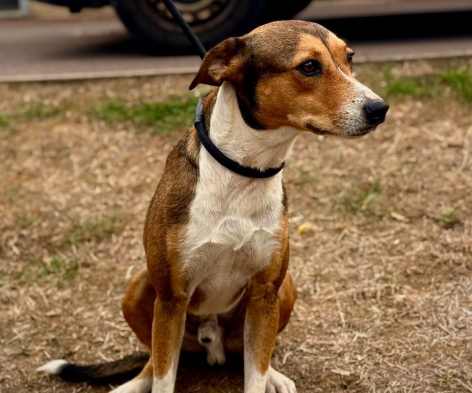 Milou - Chien à adopter