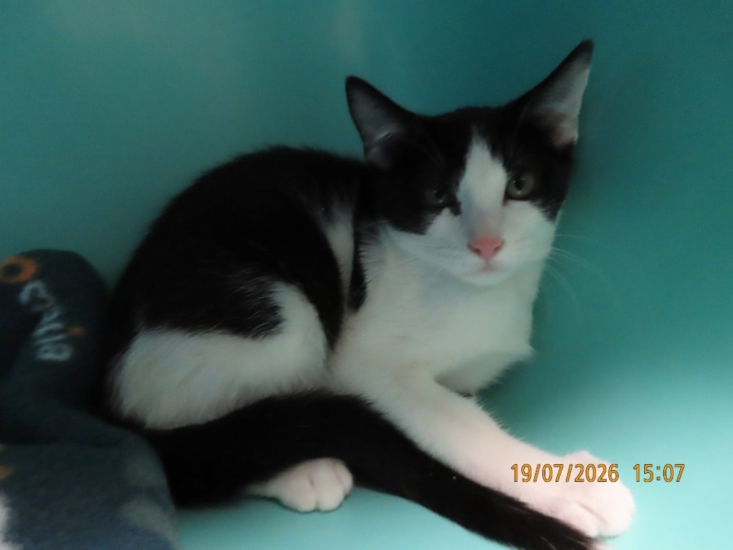 Tabasco - Chat Européen à adopter