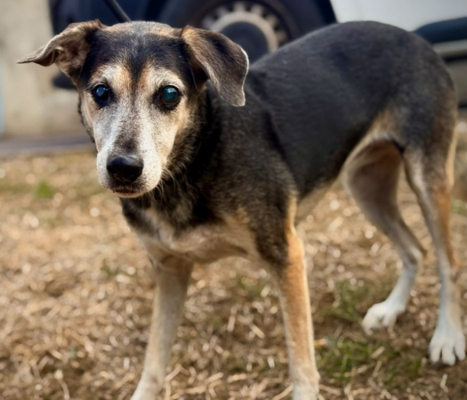 Noel - Chien à adopter