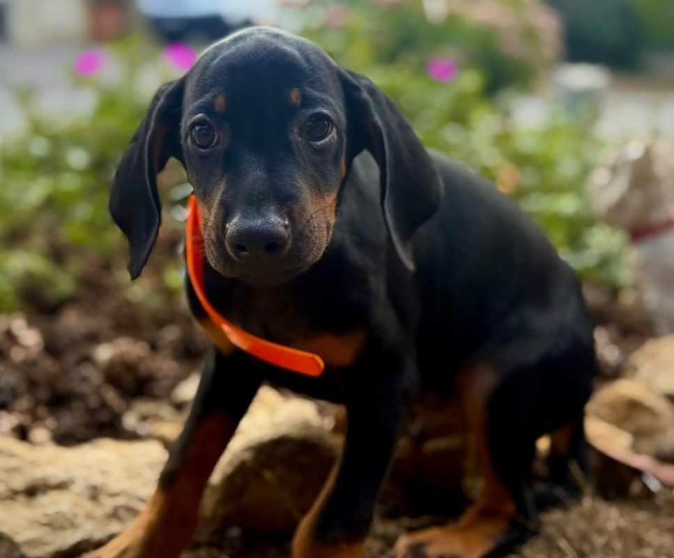 Renzo - Chien à adopter