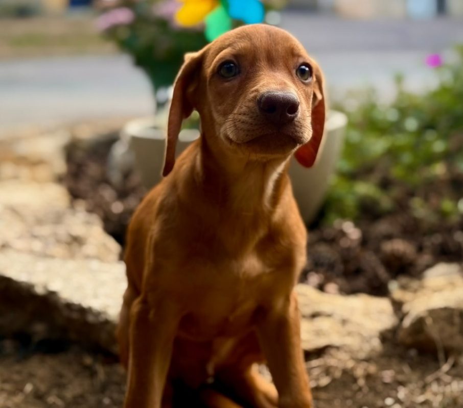 Raven - Chien à adopter