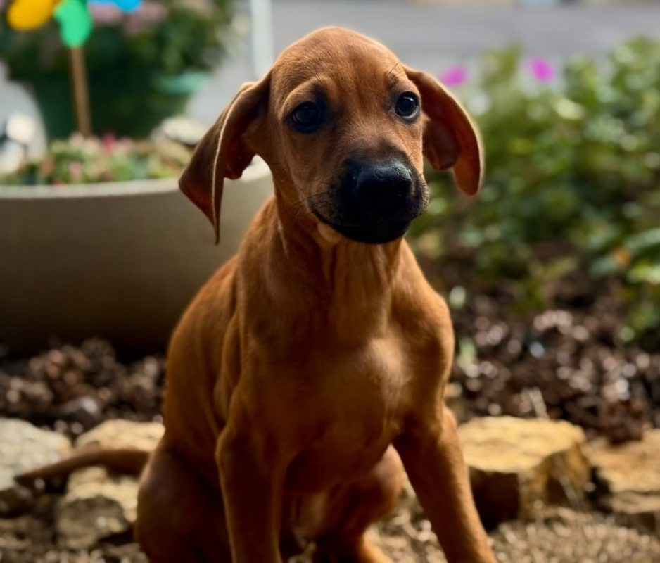 Roko - Chien à adopter