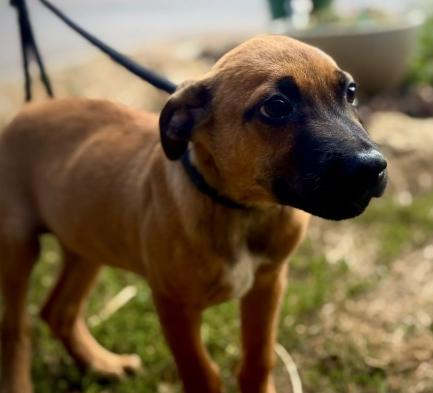 Virgule - Chien à adopter