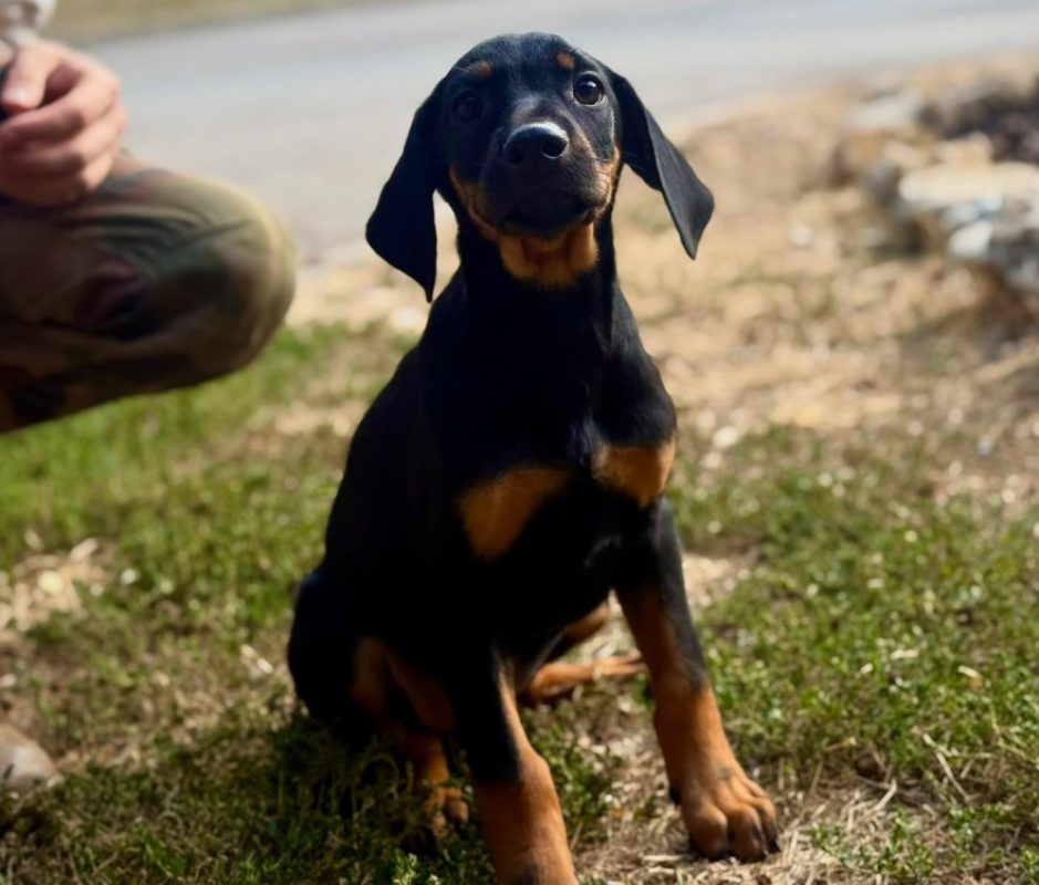 Reza - Chien à adopter