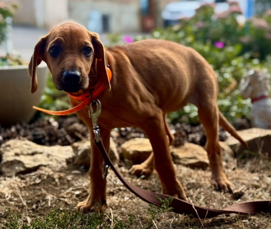 Romy - Chien à adopter