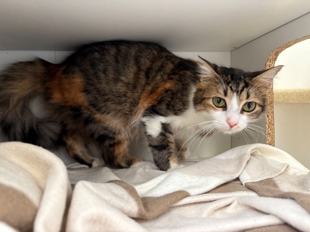 Pepsie - Chat Européen à adopter