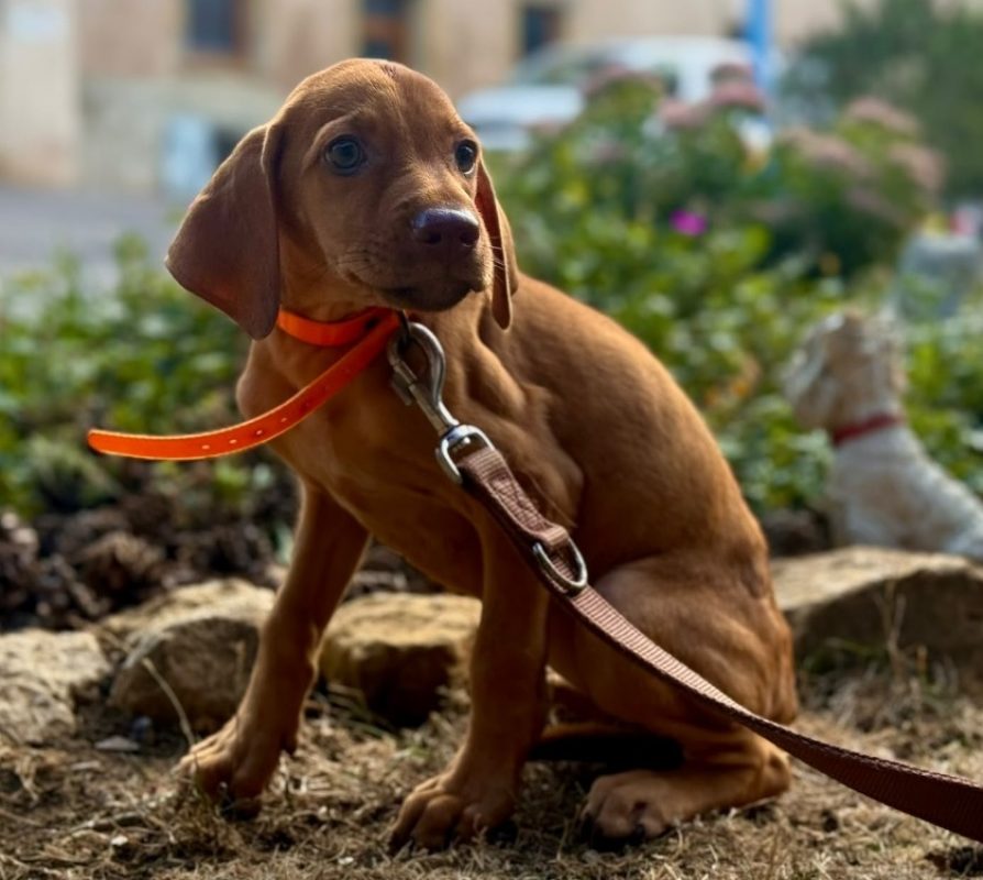 Rima - Chien à adopter