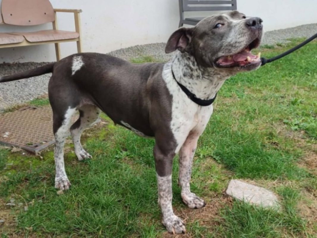 Nutella - Chien à adopter