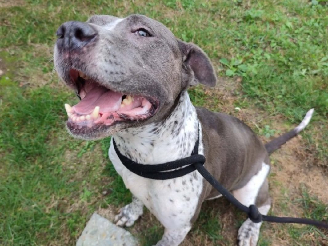 Nutella - Chien à adopter - photo 2