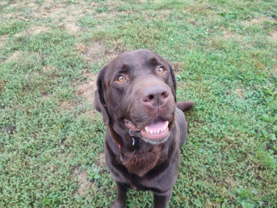 Sherlock - Chien à adopter