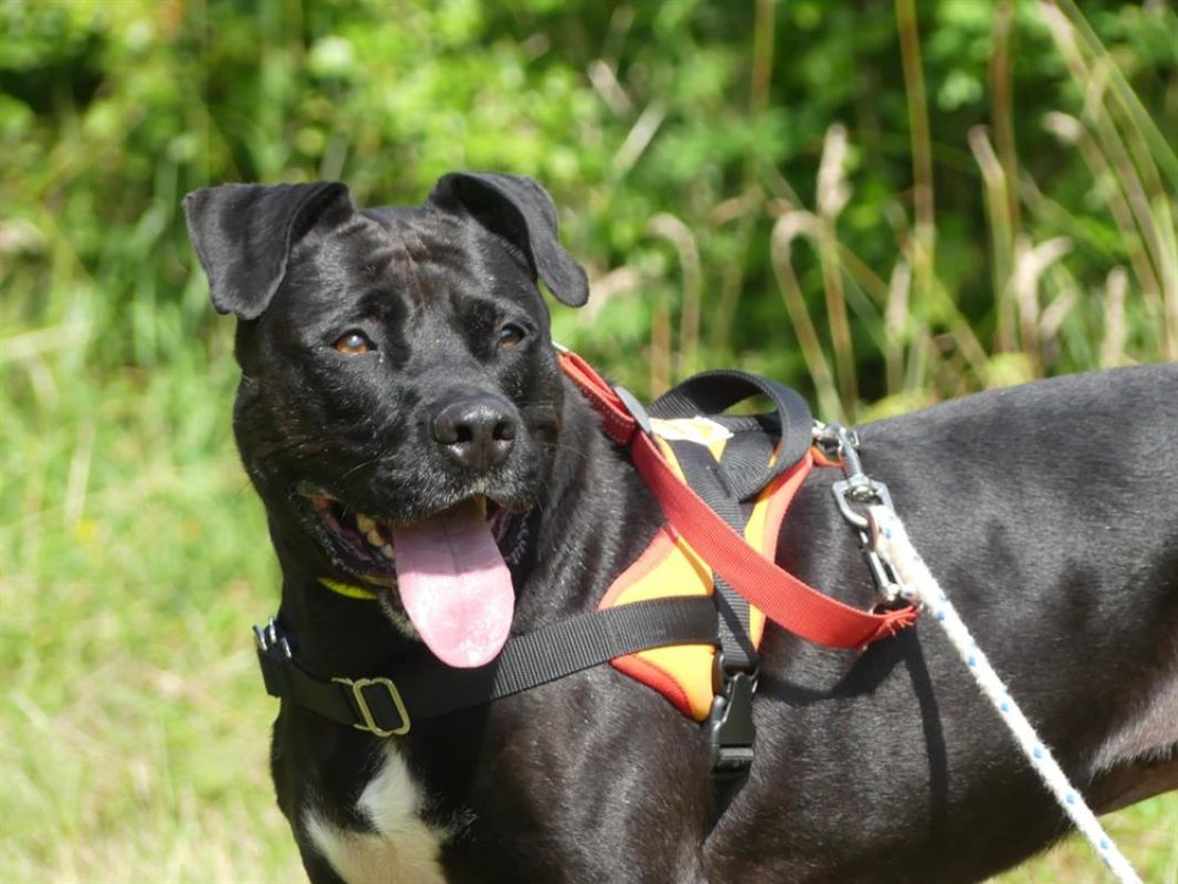 Atila - Chien à adopter
