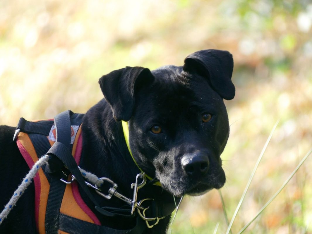 Atila - Chien à adopter - photo 2
