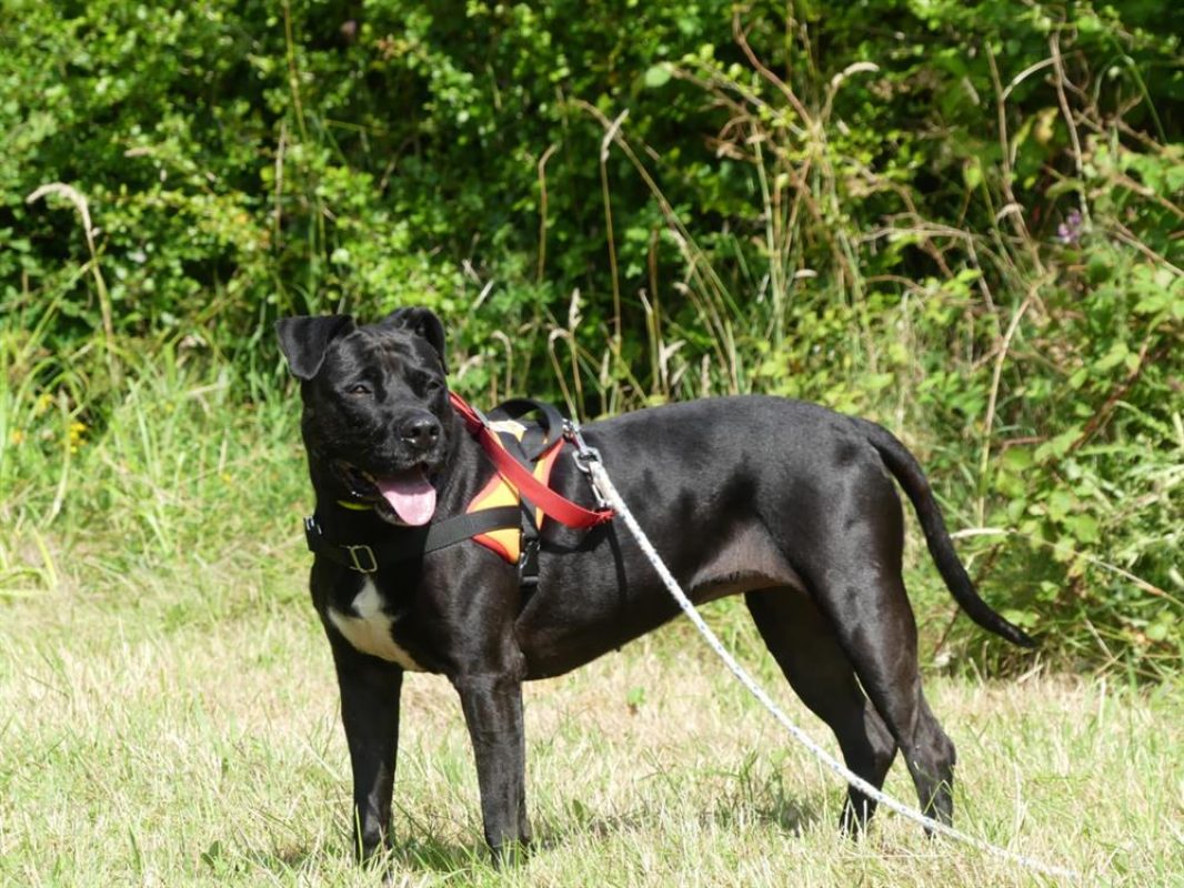 Atila - Chien à adopter - photo 5