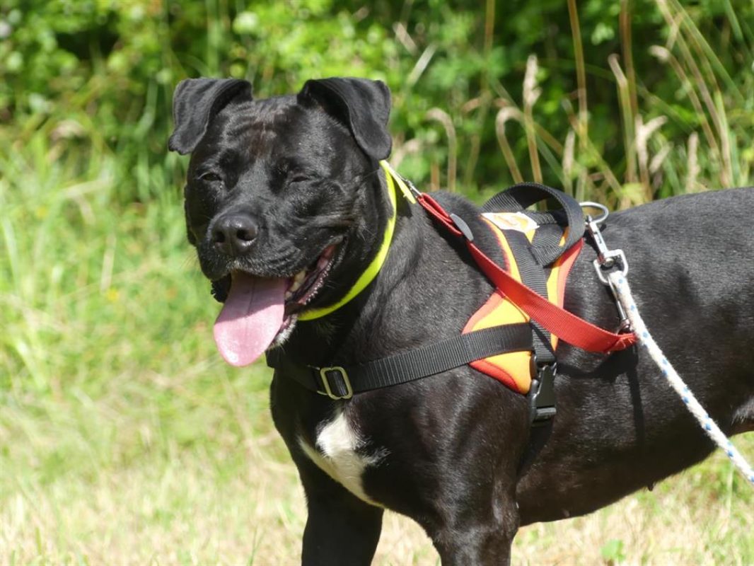 Atila - Chien à adopter - photo 6