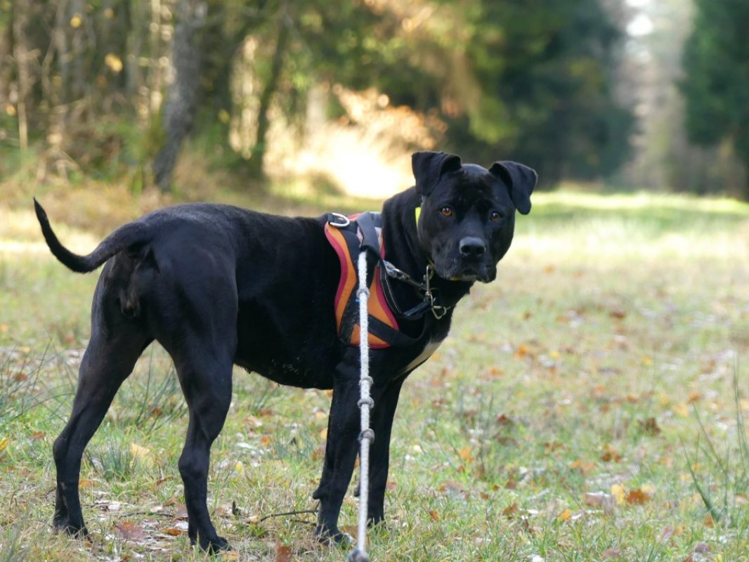 Atila - Chien à adopter - photo 7