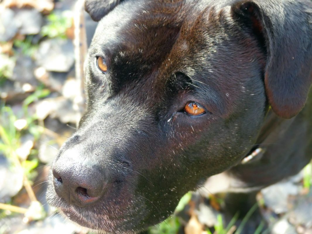 Atila - Chien à adopter - photo 8