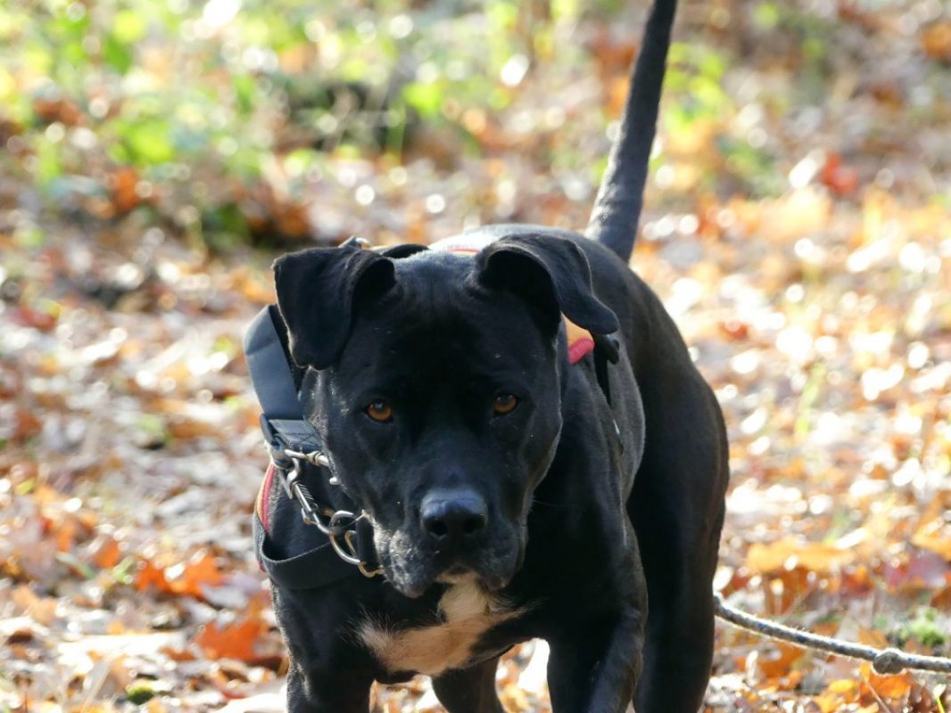 Atila - Chien à adopter - photo 9