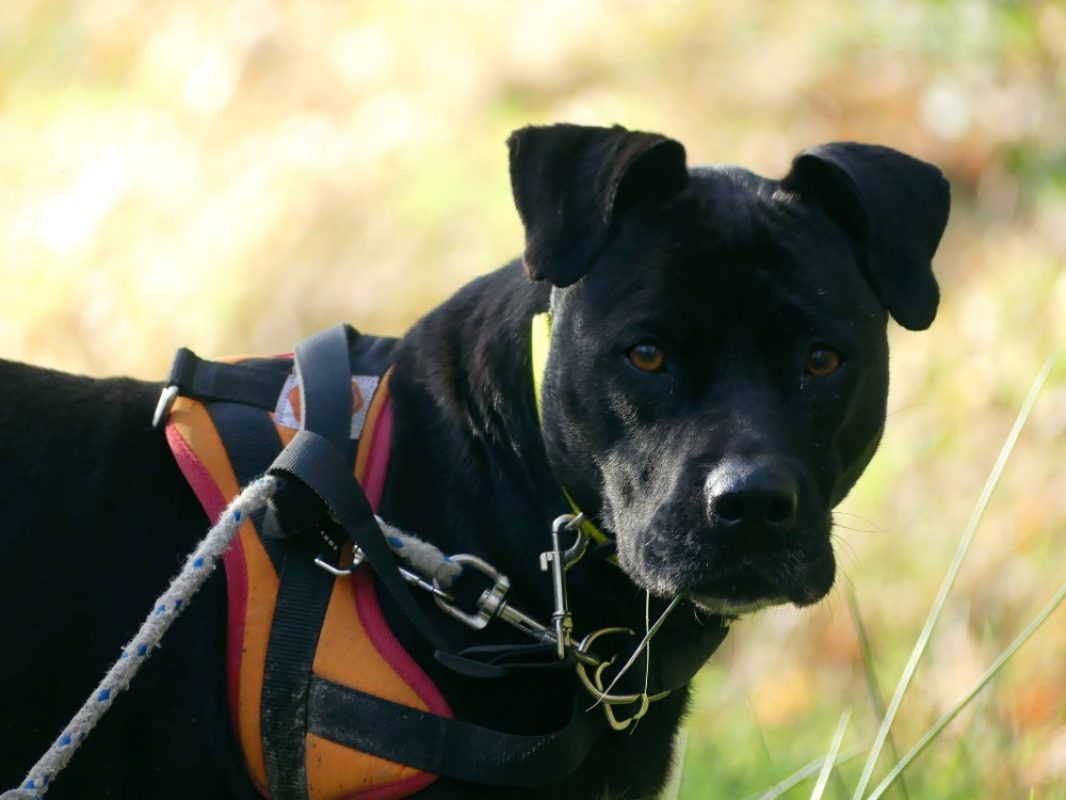 Atila - Chien à adopter - photo 10