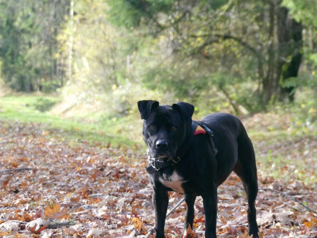 Atila - Chien à adopter - photo 11