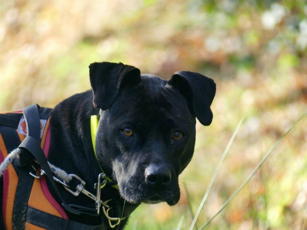Atila - Chien à adopter - photo 12