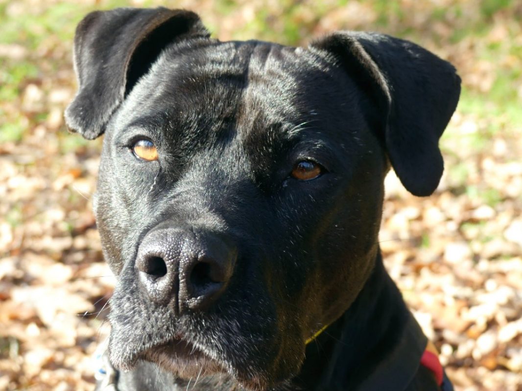 Atila - Chien à adopter - photo 13