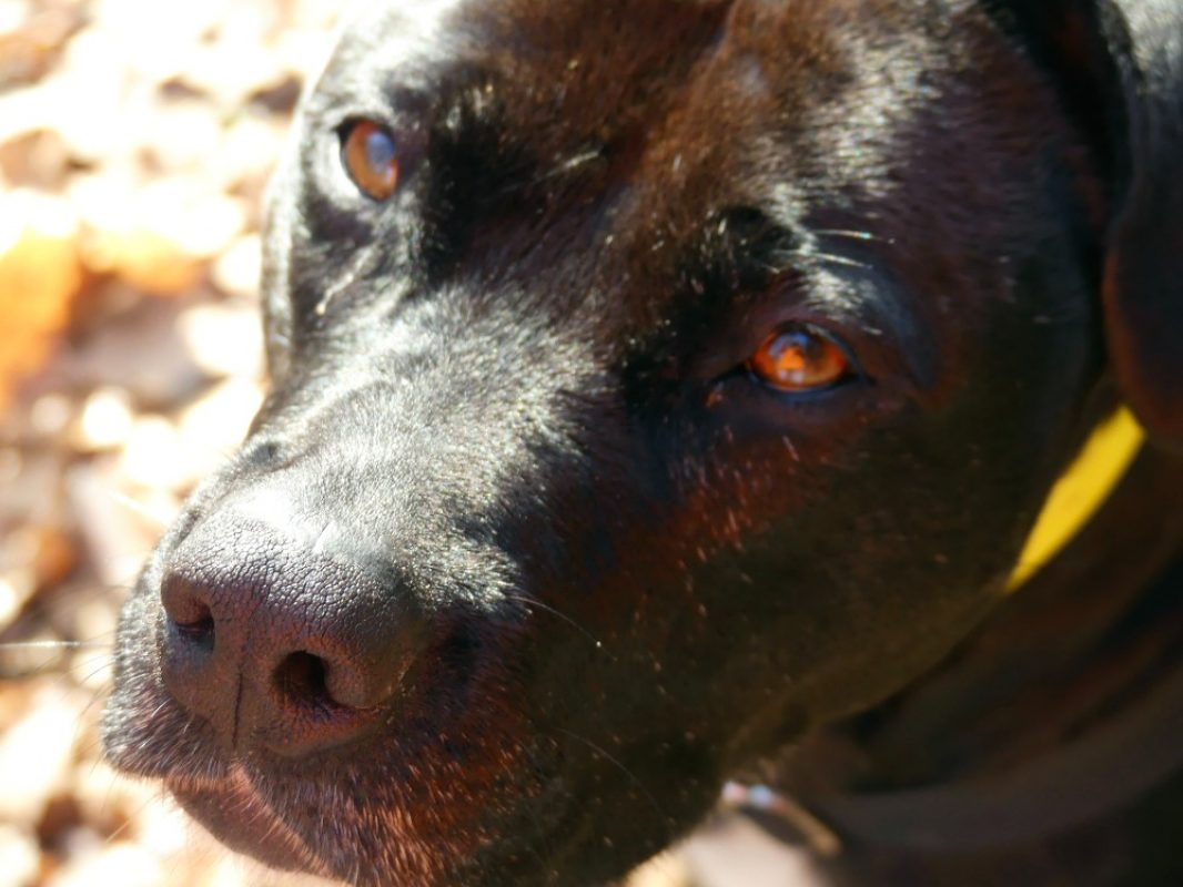 Atila - Chien à adopter - photo 14