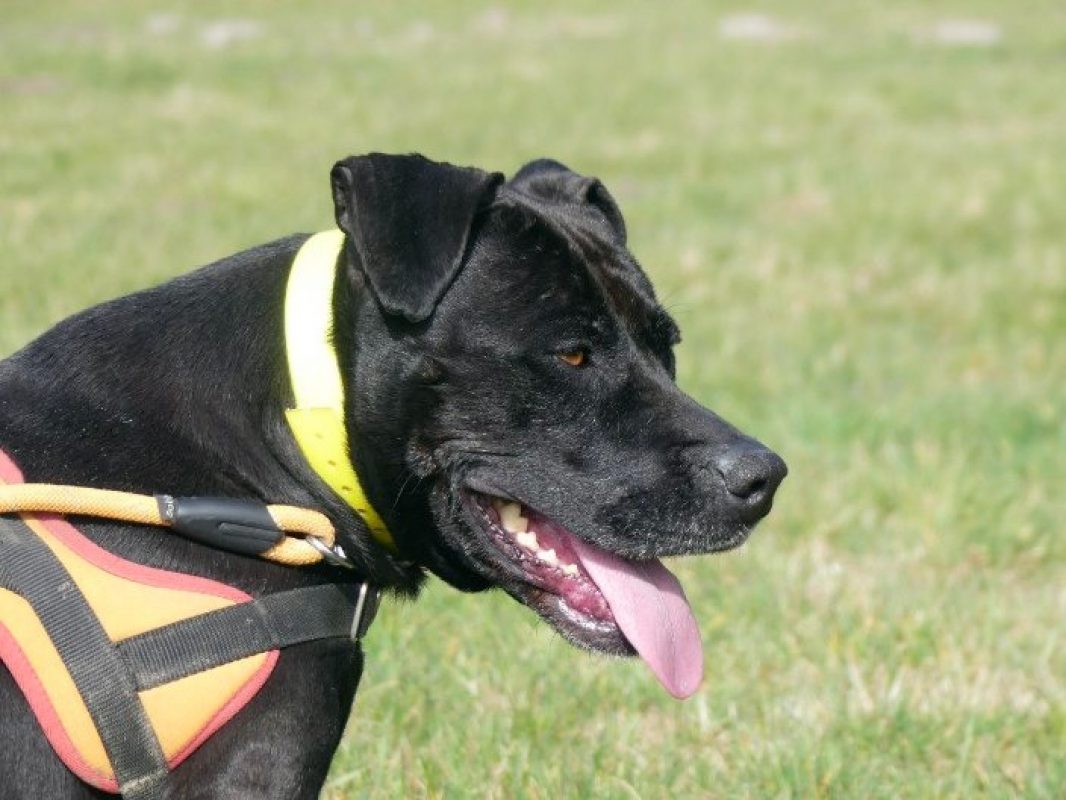 Atila - Chien à adopter - photo 15