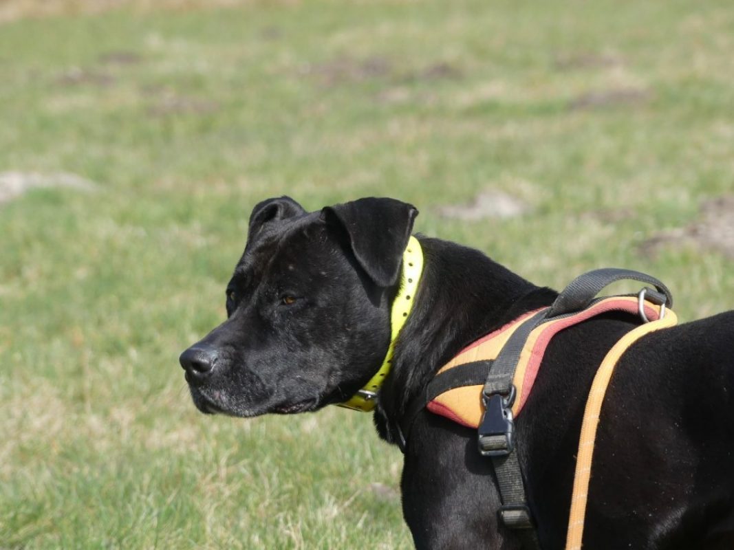 Atila - Chien à adopter - photo 16