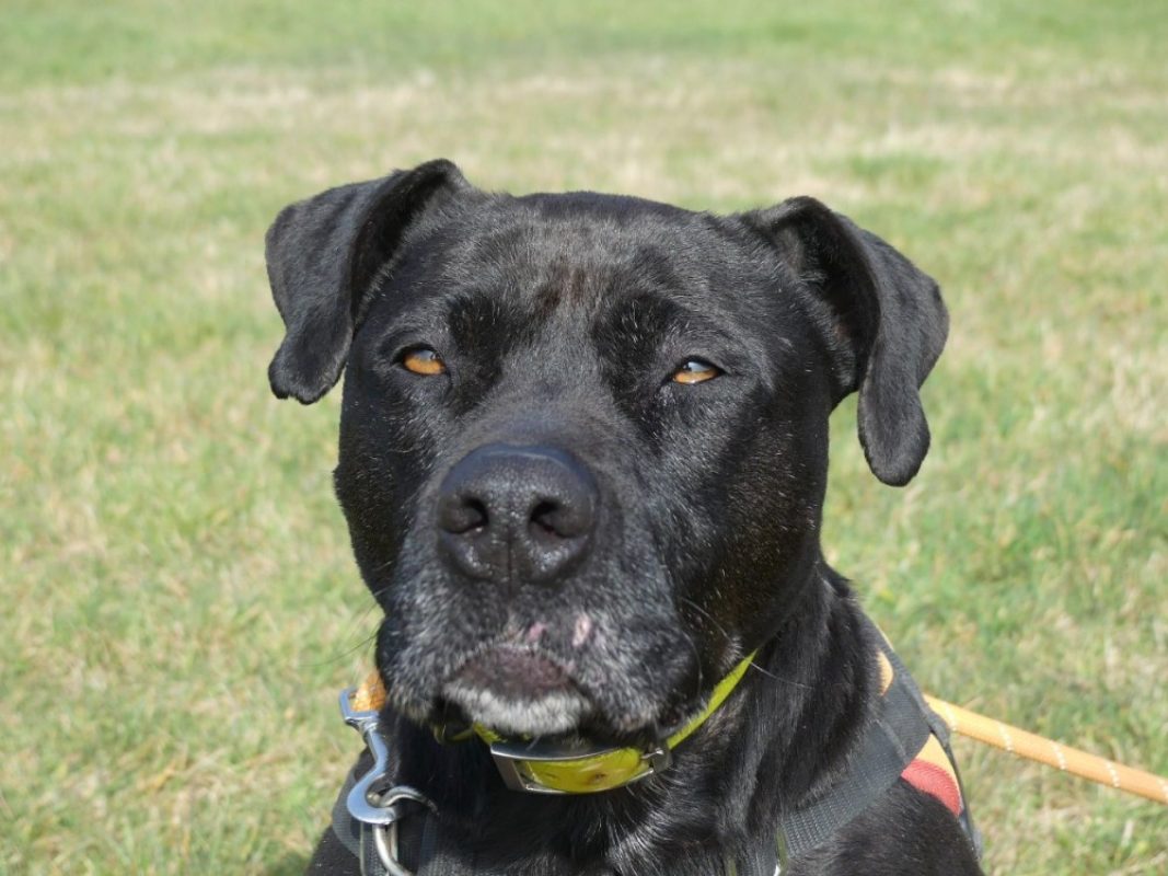 Atila - Chien à adopter - photo 17