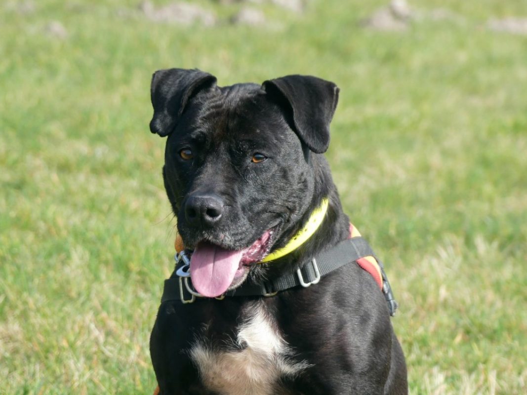 Atila - Chien à adopter - photo 18