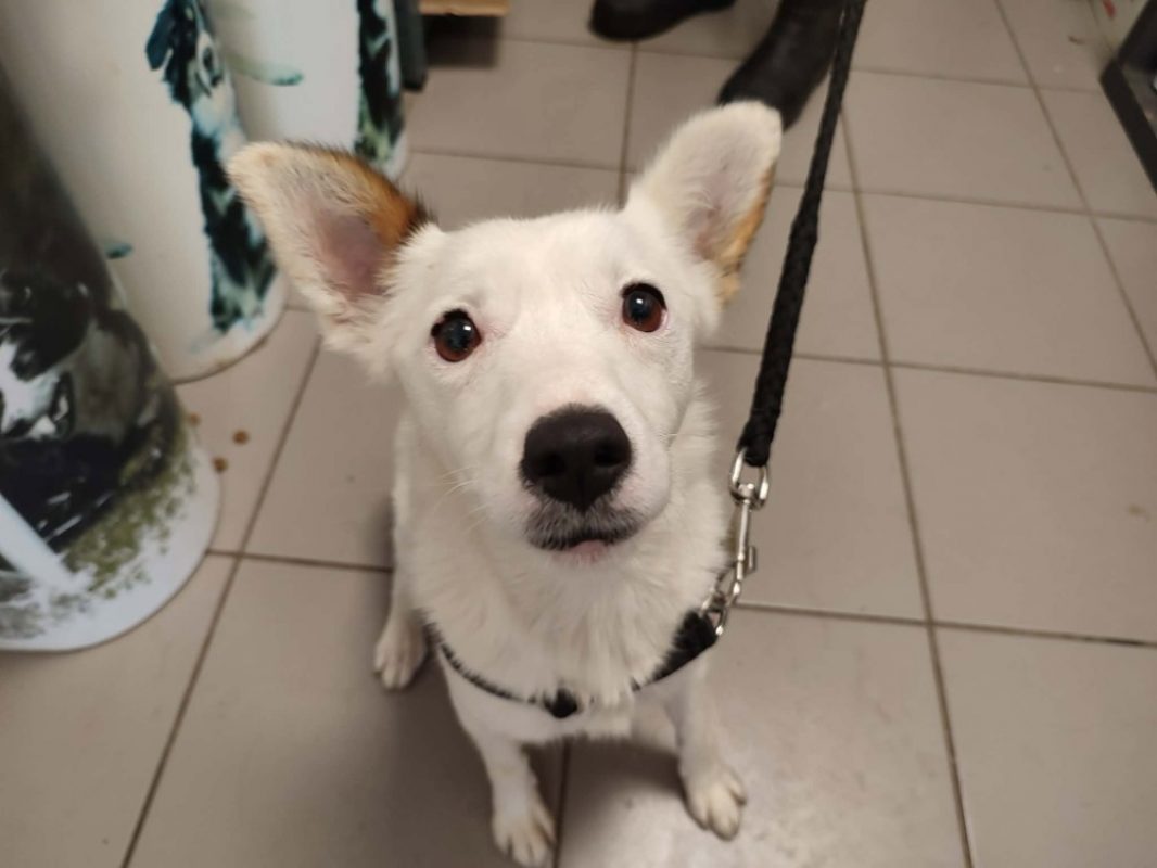 Shurikn - Chien à adopter