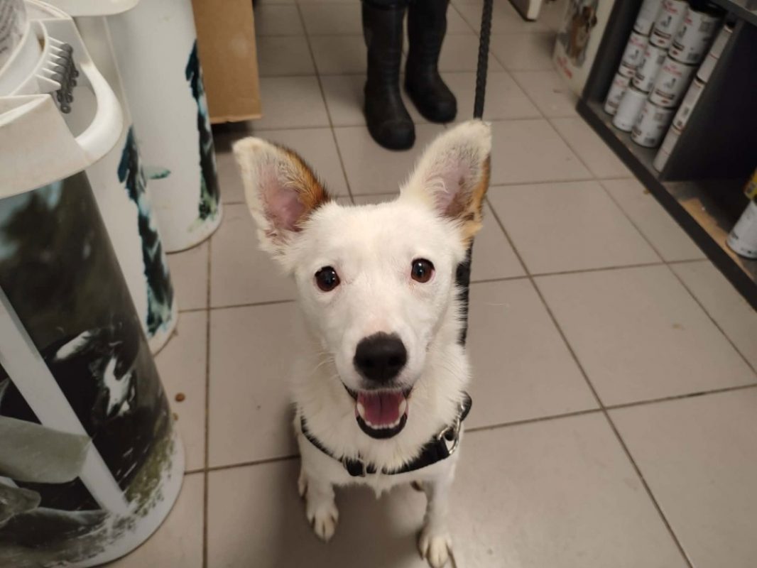 Shurikn - Chien à adopter - photo 2