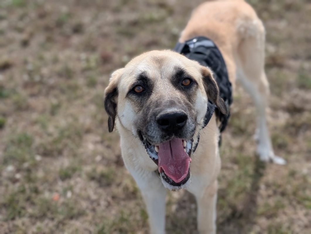 Balto - Chien Berger d'Anatolie à adopter