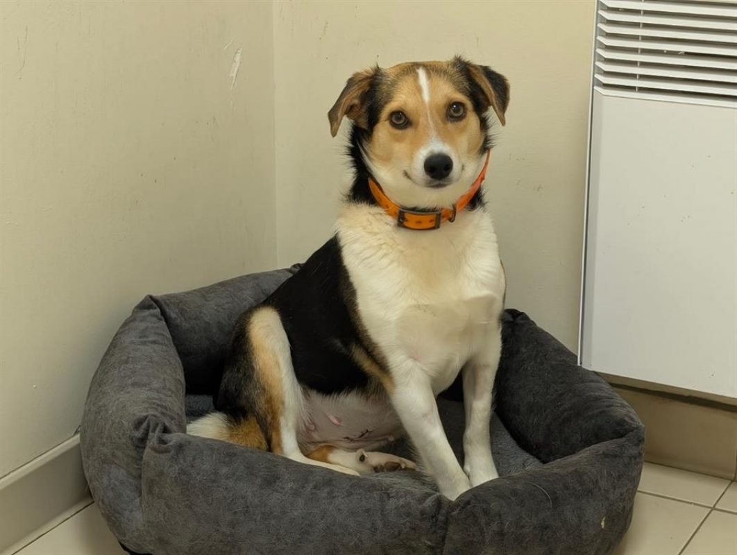 Aprilia - Chien à adopter