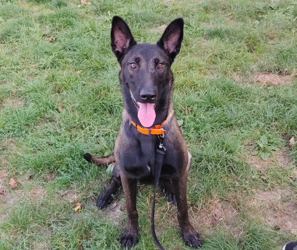 Tia tia - Chien Berger Belge Malinois à adopter