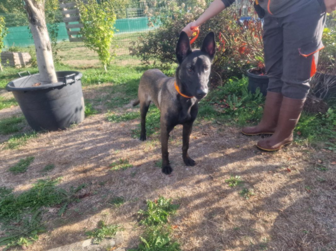 Tia tia - Chien Berger Belge Malinois à adopter - photo 2
