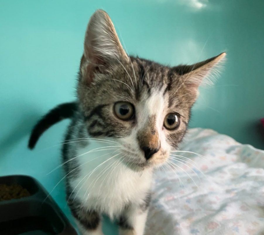 Micky - Chat Européen à adopter