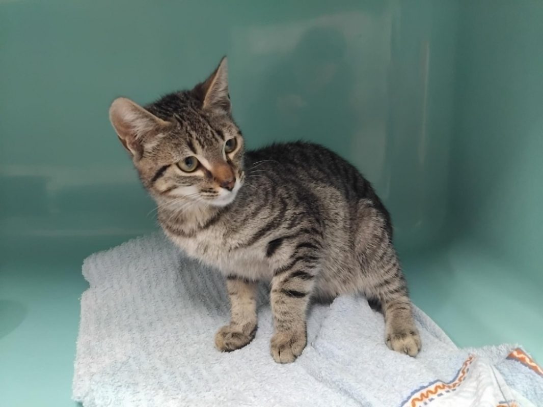 Seventy - Chat Européen à adopter