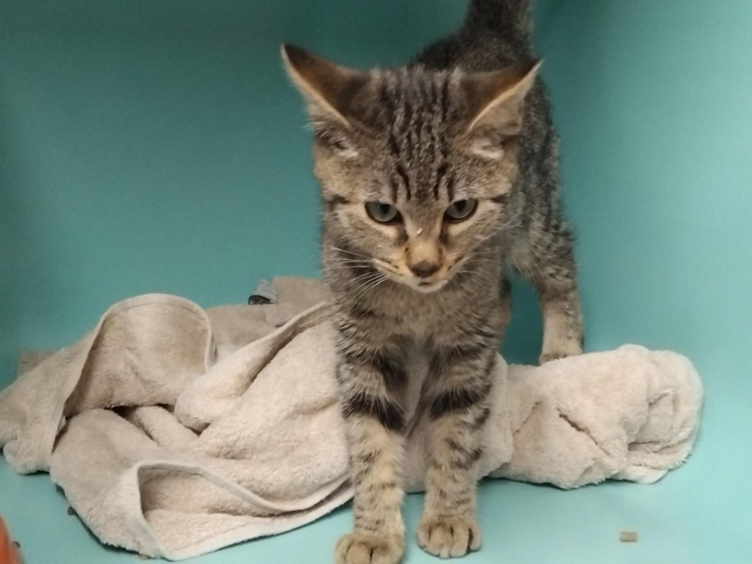 Fourty - Chat Européen à adopter