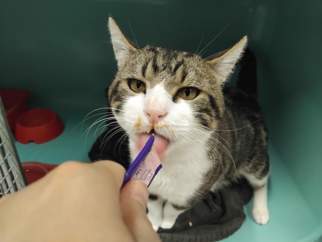 Thirty - Chat Européen à adopter