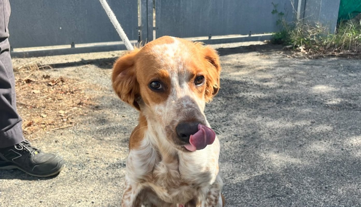Casimir - Chien Epagneul Allemand à adopter