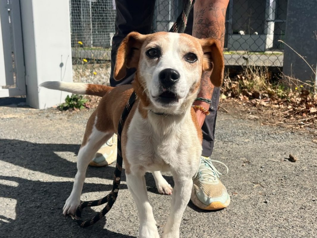 Charlotte - Chien à adopter