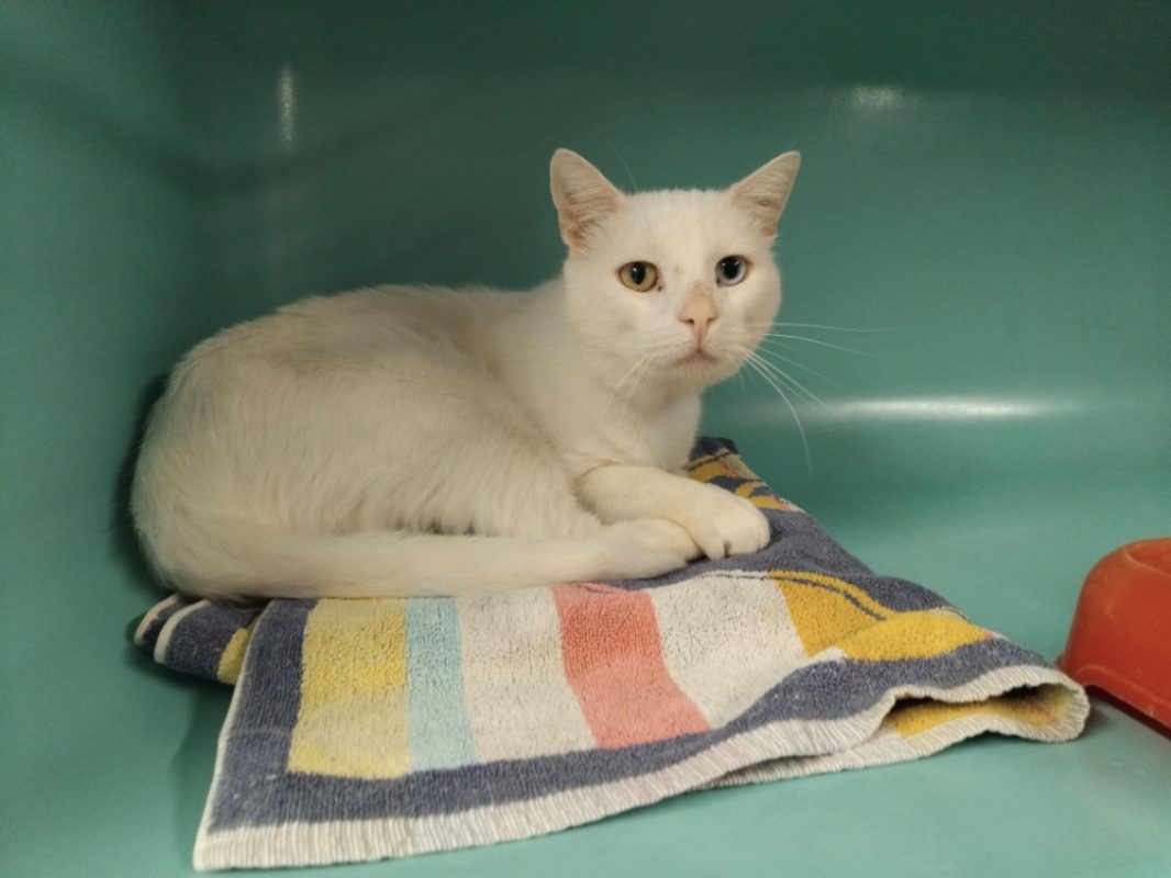 Twenty - Chat Européen à adopter