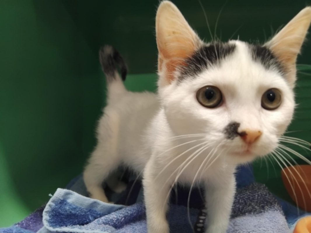 Ochenta - Chat Européen à adopter