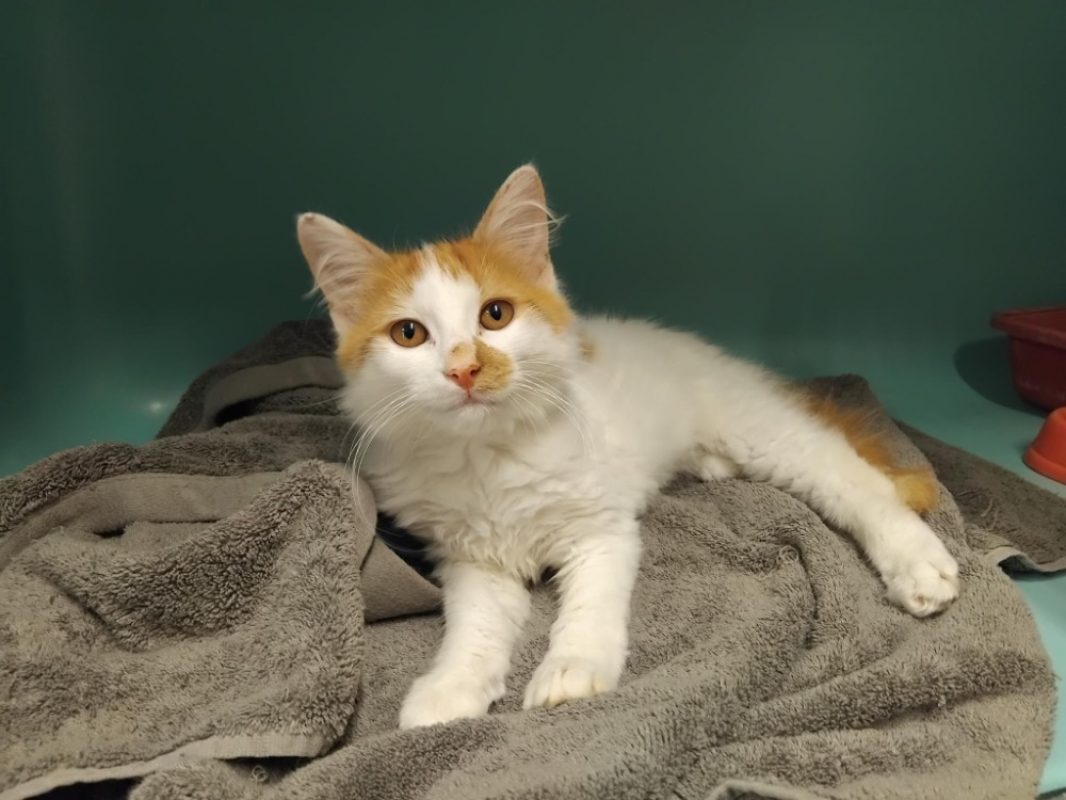Veinte - Chat Européen à adopter