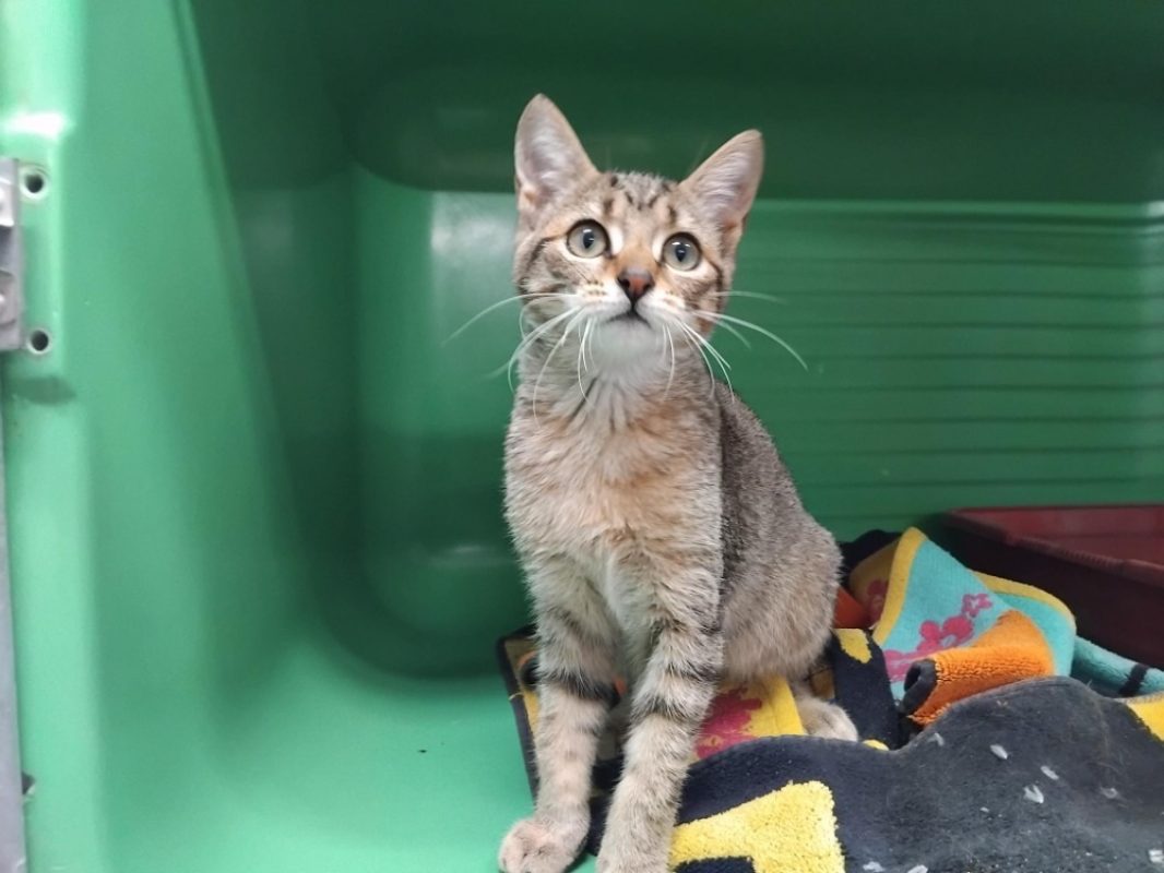 Treinta - Chat Européen à adopter