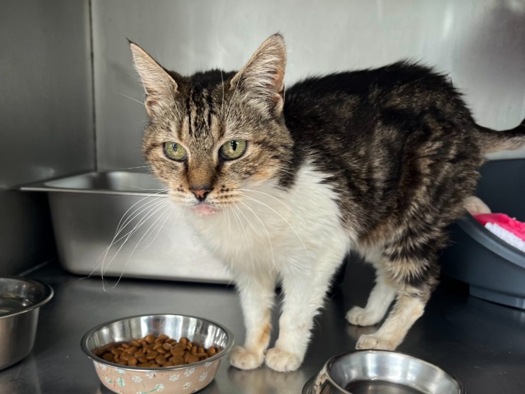 Bathilda - Chat Européen à adopter