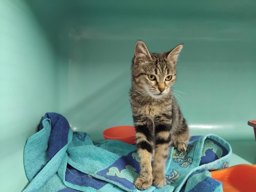 Pim's - Chat Européen à adopter