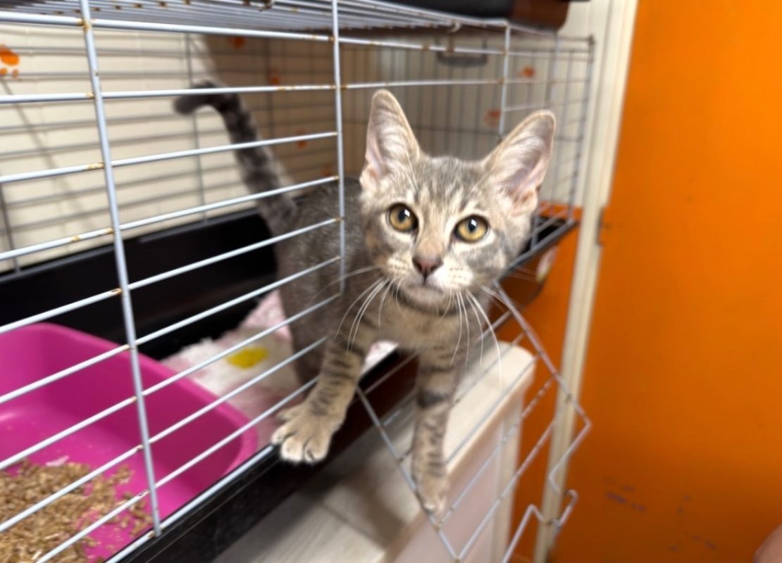 Tuba - Chat Européen à adopter