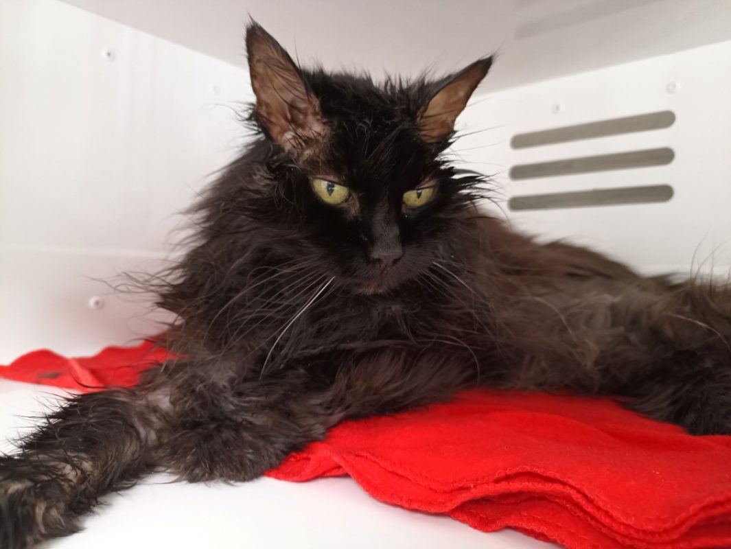 Phima - Chat Angora Turc à adopter